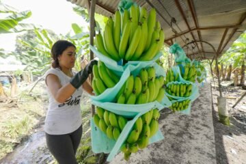 Banano ecuatoriano mantiene por segundo mes consecutivo ligera recuperación en exportaciones