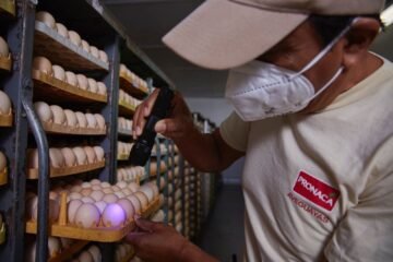 Pronaca mantendrá la producción de huevos y su marca Indaves en el mercado ecuatoriano