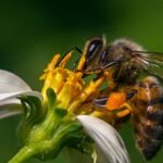 Importante hallazgo científico: Desarrollan innovador suplemento alimenticio que podría frenar la disminución de abejas