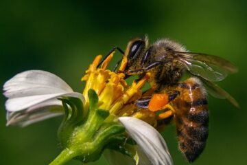 Importante hallazgo científico: Desarrollan innovador suplemento alimenticio que podría frenar la disminución de abejas