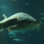 “Momento histórico” en este lugar de Estados Unidos: Planean liberar 1.500 peces que pesan más de 100 libras