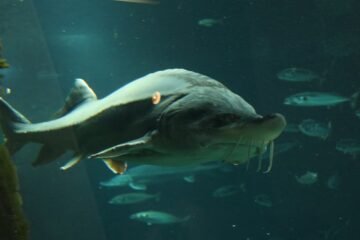 “Momento histórico” en este lugar de Estados Unidos: Planean liberar 1.500 peces que pesan más de 100 libras