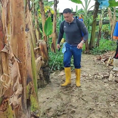 Banano: se intensifica trabajo con ‘Trichoderma’ para combatir el ‘Fusarium’ raza 4, moko y sigatoka negra
