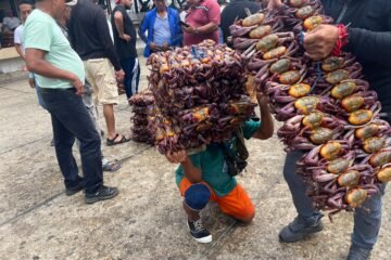 Cuándo se puede volver a comer cangrejo en Ecuador