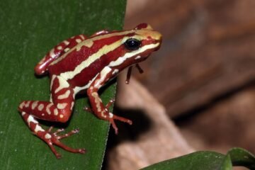 Una rana de Ecuador está en el centro del debate por la muerte del ruso Alexéi Navalni