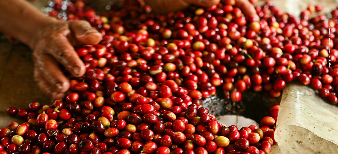 Cómo el Café de Quito aspira a conquistar el mercado europeo