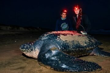 Lucero, la tortuga laúd, reaparece en Ecuador y revela un hito científico