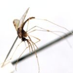 La ciencia pierde su arma principal en América del Sur: por qué los insecticidas ya no logran detener al mosquito de la malaria
