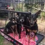 Golpe a red de maltrato: el operativo que liberó a los perros ‘esclavos’ que se usaban en peleas ilegales