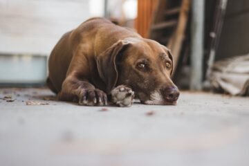 Conozca las enfermedades que pueden aparecer en la adultez de sus ‘peluditos’