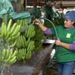 Sector bananero ratifica tolerancia cero al trabajo forzoso e infantil y resalta exoneración arancelaria en EE. UU.