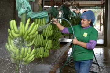 Sector bananero ratifica tolerancia cero al trabajo forzoso e infantil y resalta exoneración arancelaria en EE. UU.